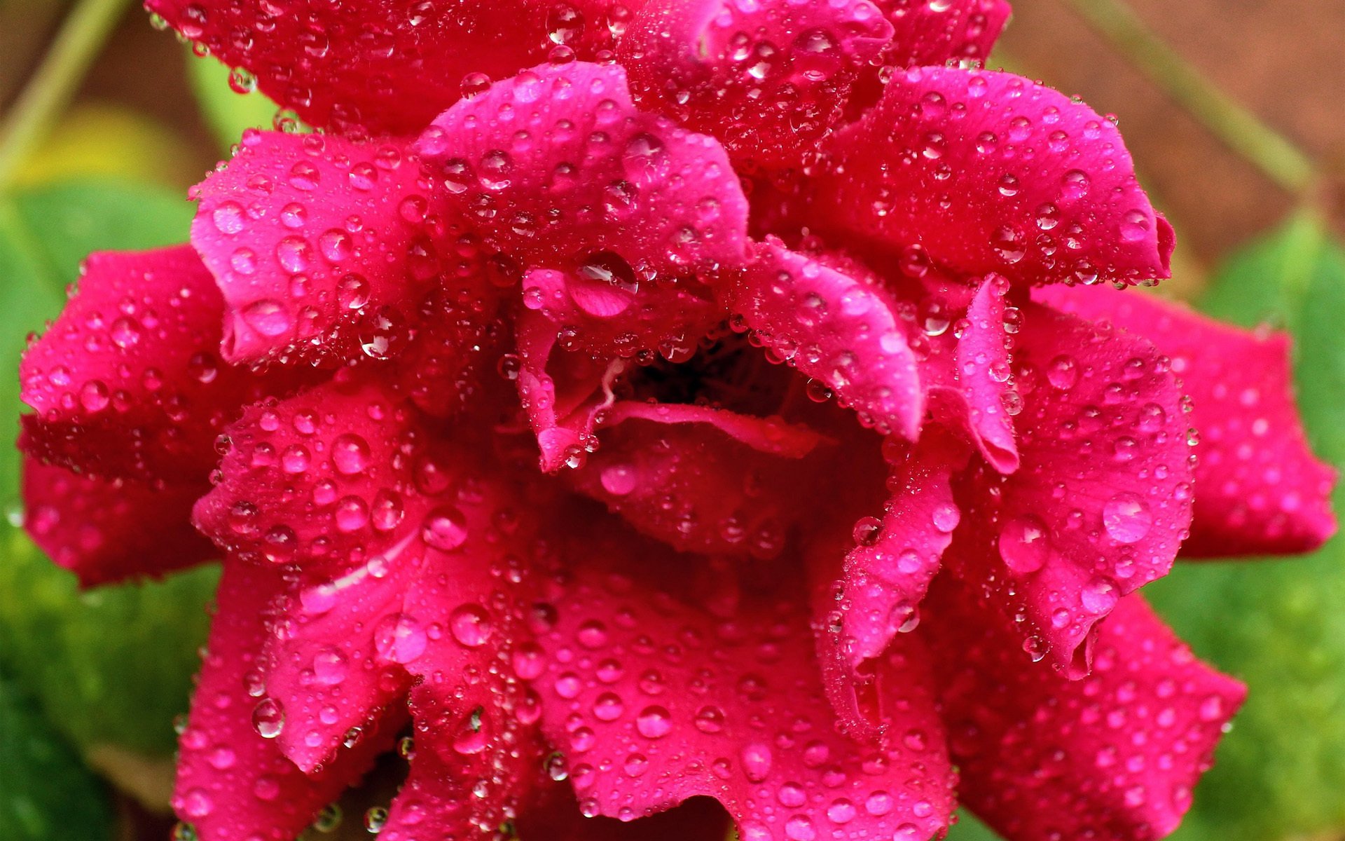 HD PC desktop wallpaper: close-up of a vivid pink rose with water droplets on petals, soft green leaves in the background.
