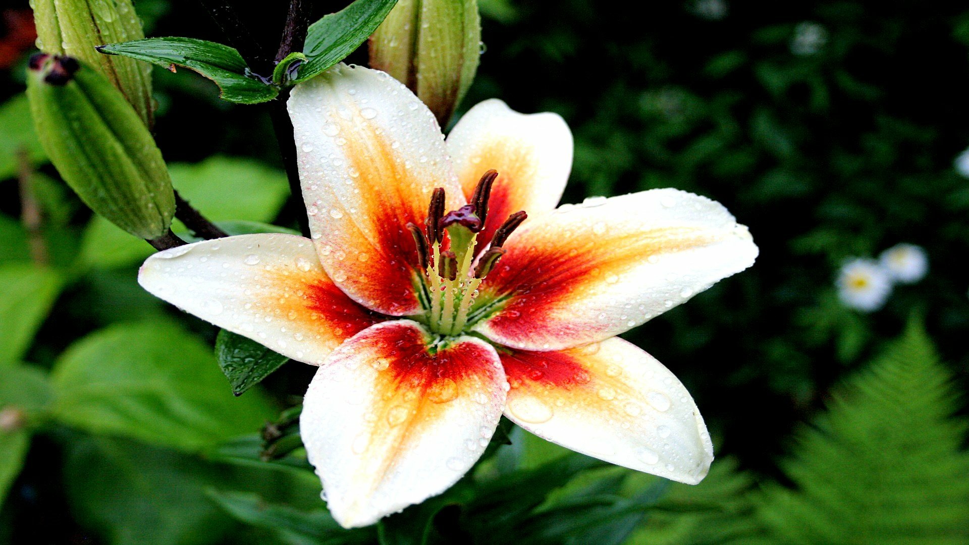 Nature HD PC desktop wallpaper and background: close-up of a white lily with an orange-red center and dewdrops against deep green foliage.
