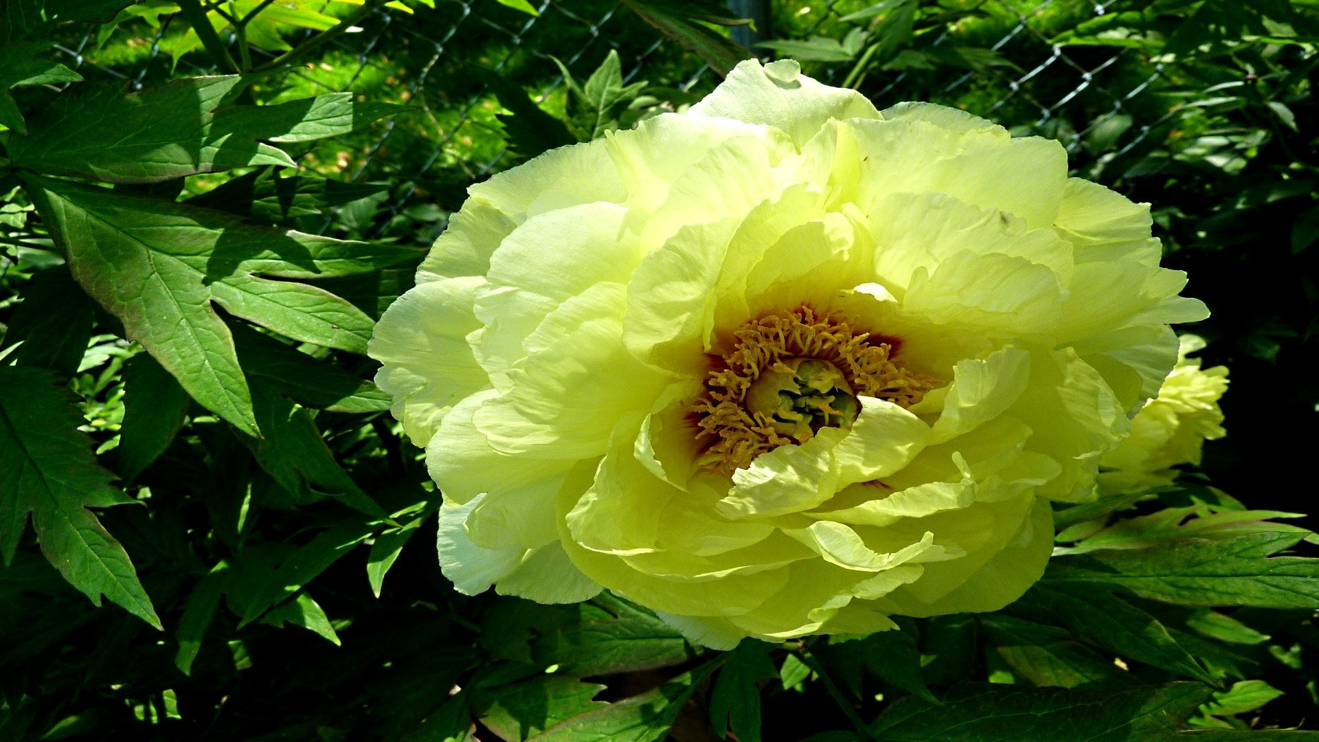 HD desktop wallpaper featuring a close-up of a pale yellow peony flower surrounded by lush green foliage in a natural setting.