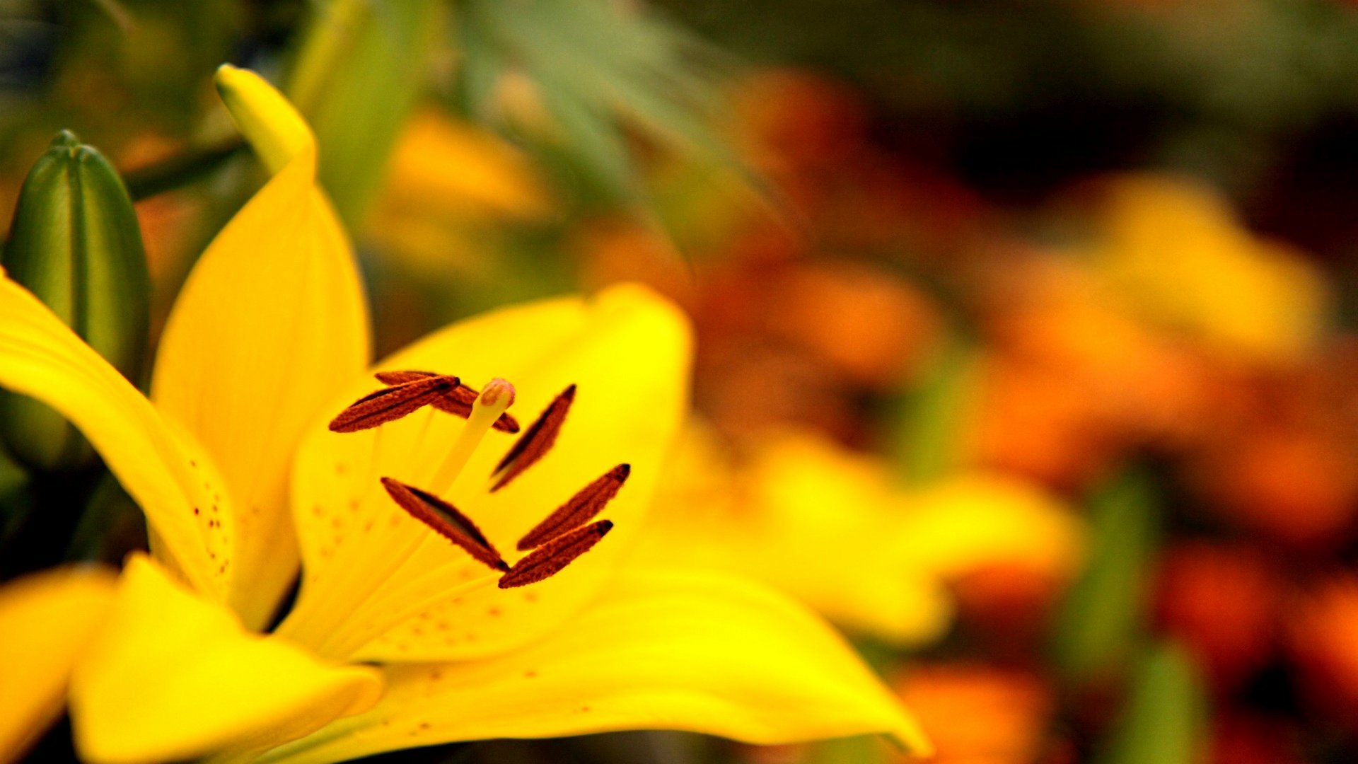 Download Nature Lily HD Wallpaper