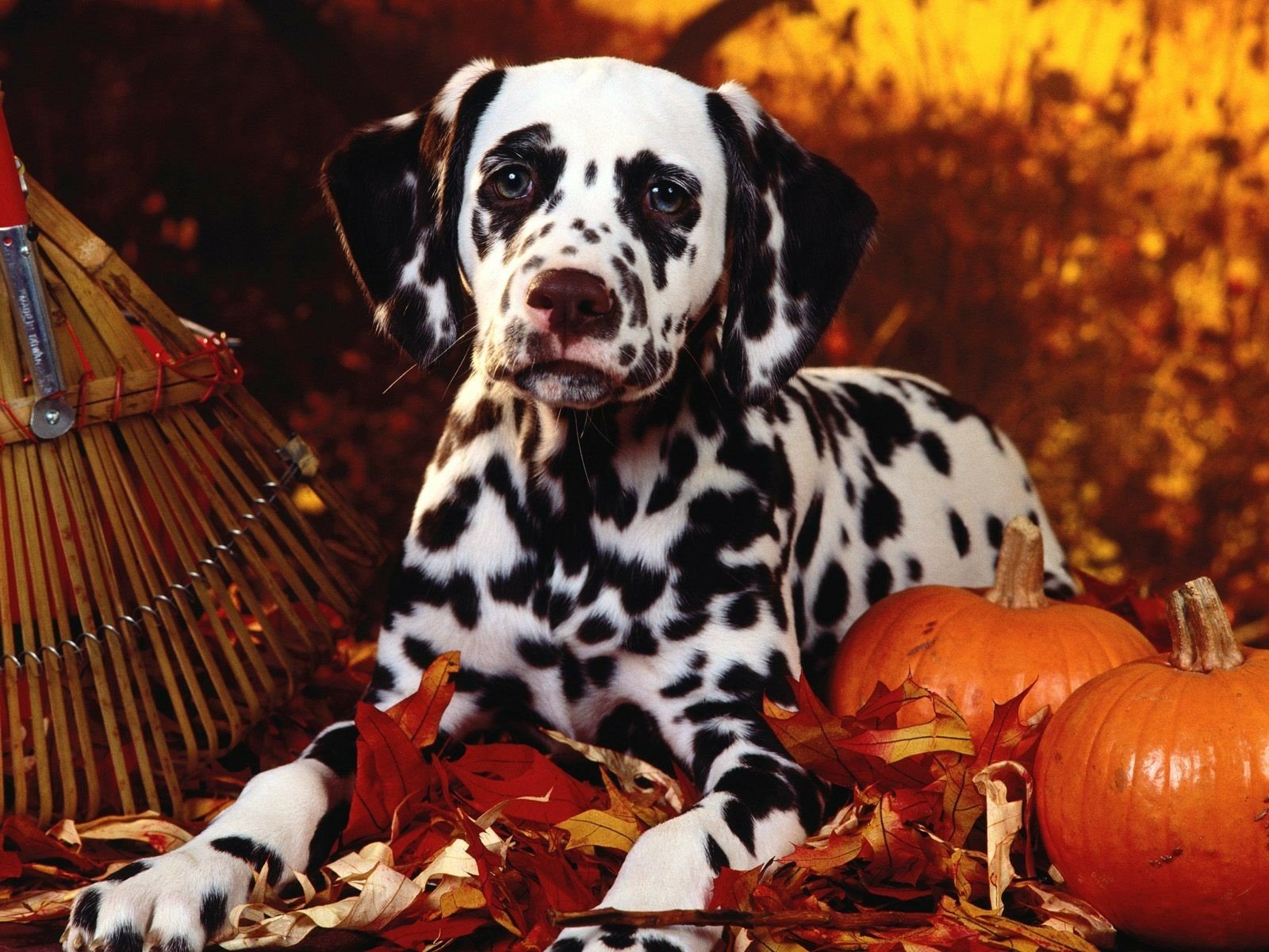 HD PC desktop wallpaper featuring a Dalmatian puppy lying among autumn leaves and pumpkins with a rake in the background.