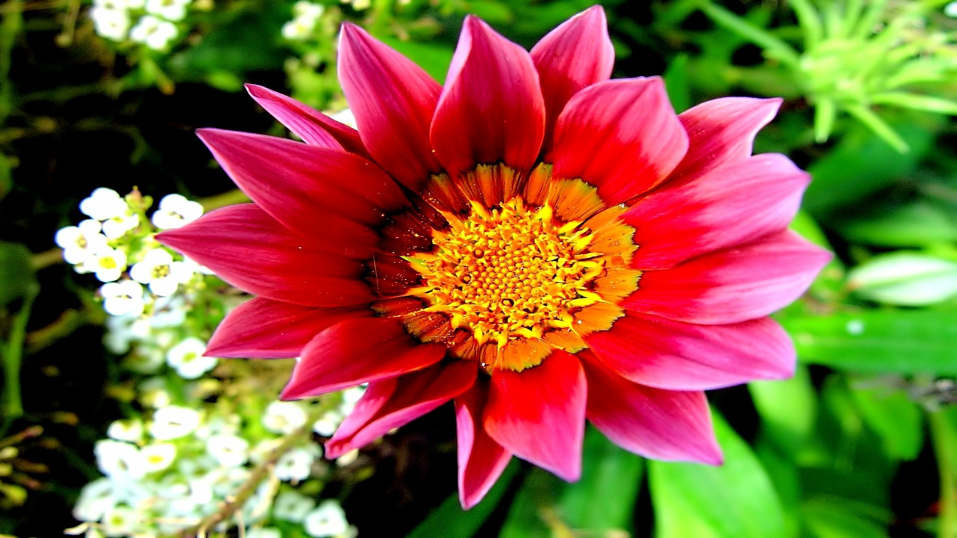 Download Nature Dahlia HD Wallpaper