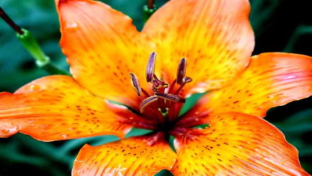 nature lily HD Desktop Wallpaper | Background Image