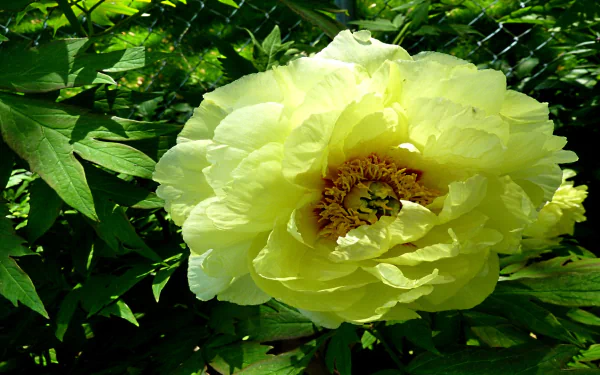 nature peony HD Desktop Wallpaper | Background Image