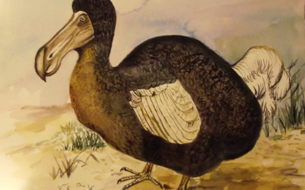 HD PC desktop wallpaper background showing a painted dodo, an extinct animal, standing on sandy ground beneath a pale sky.