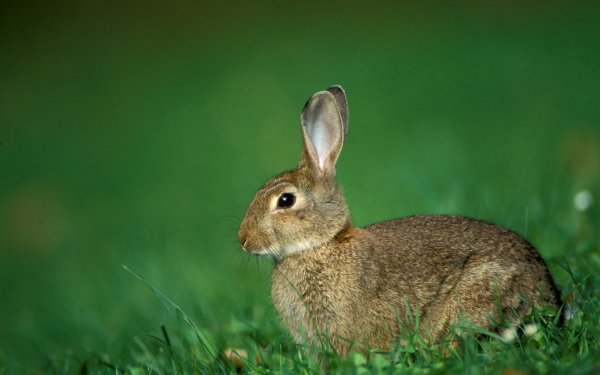 Animal Hare HD Wallpaper | Background Image