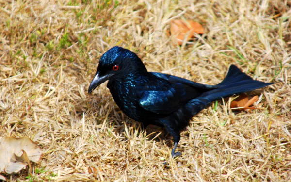 Glossy black drongo with a red eye perched on dry grass — 4K Ultra HD PC desktop wallpaper and background.