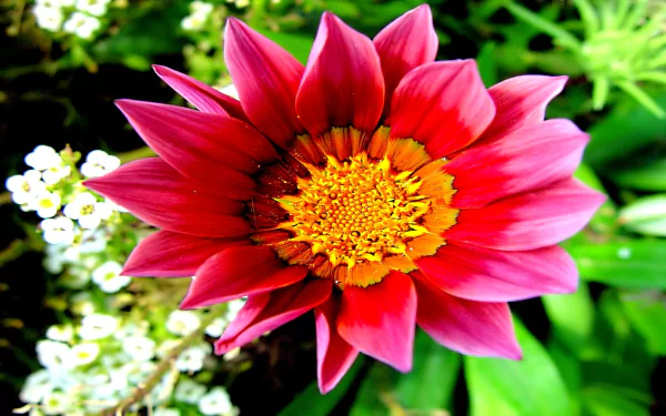 nature dahlia HD Desktop Wallpaper | Background Image