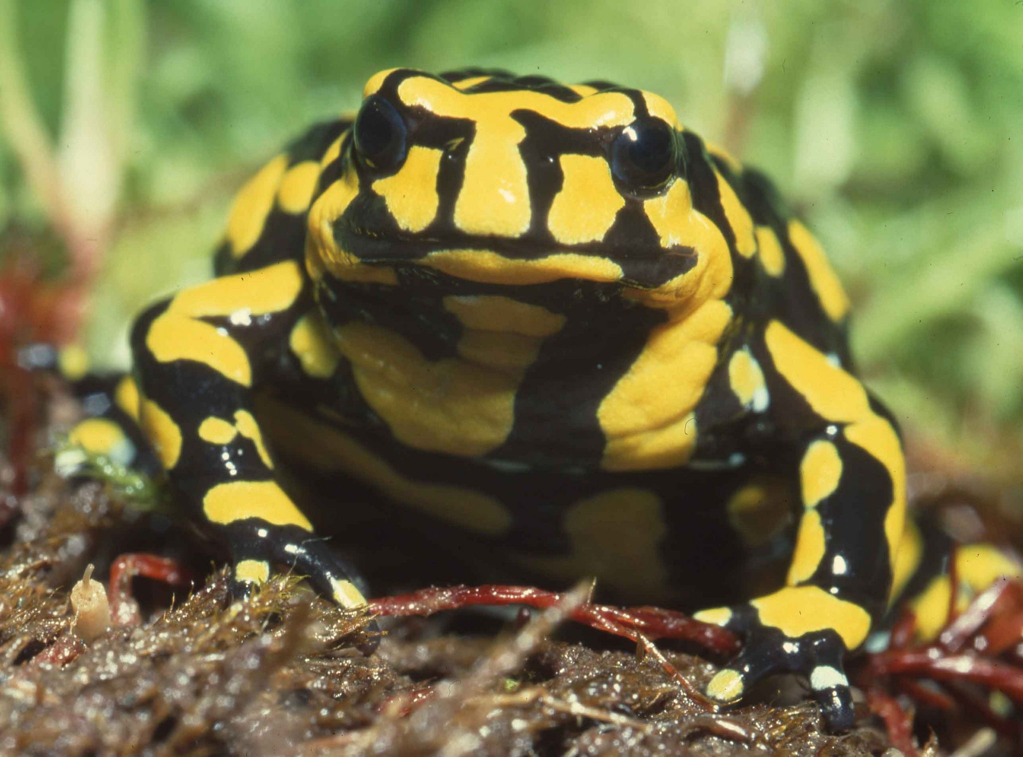 Corroboree Frog Full HD Wallpaper and Background Image 2047x1515 ID