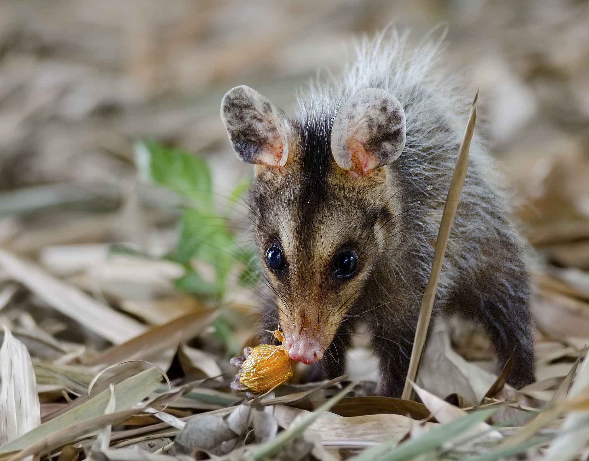Animal Opossum HD Wallpaper | Background Image