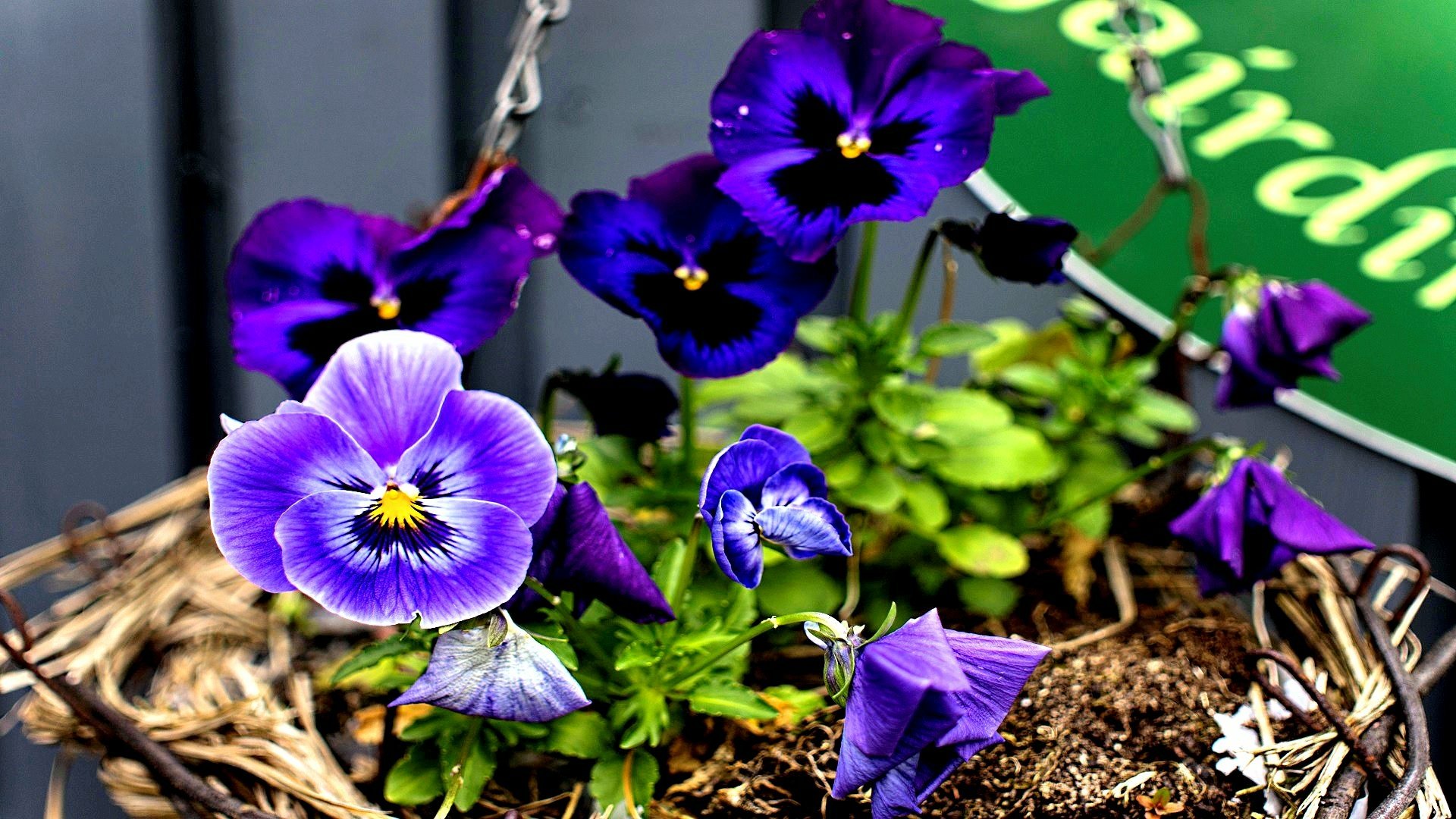 Download Nature Pansy HD Wallpaper