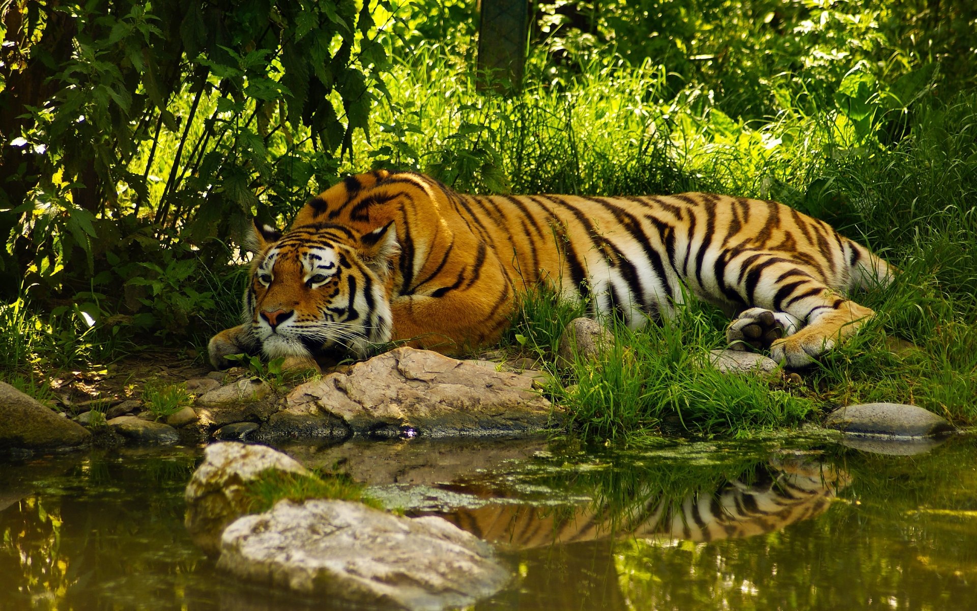 HD desktop wallpaper of a tiger resting by a pond, its reflection clearly visible in the calm water amid lush green foliage.