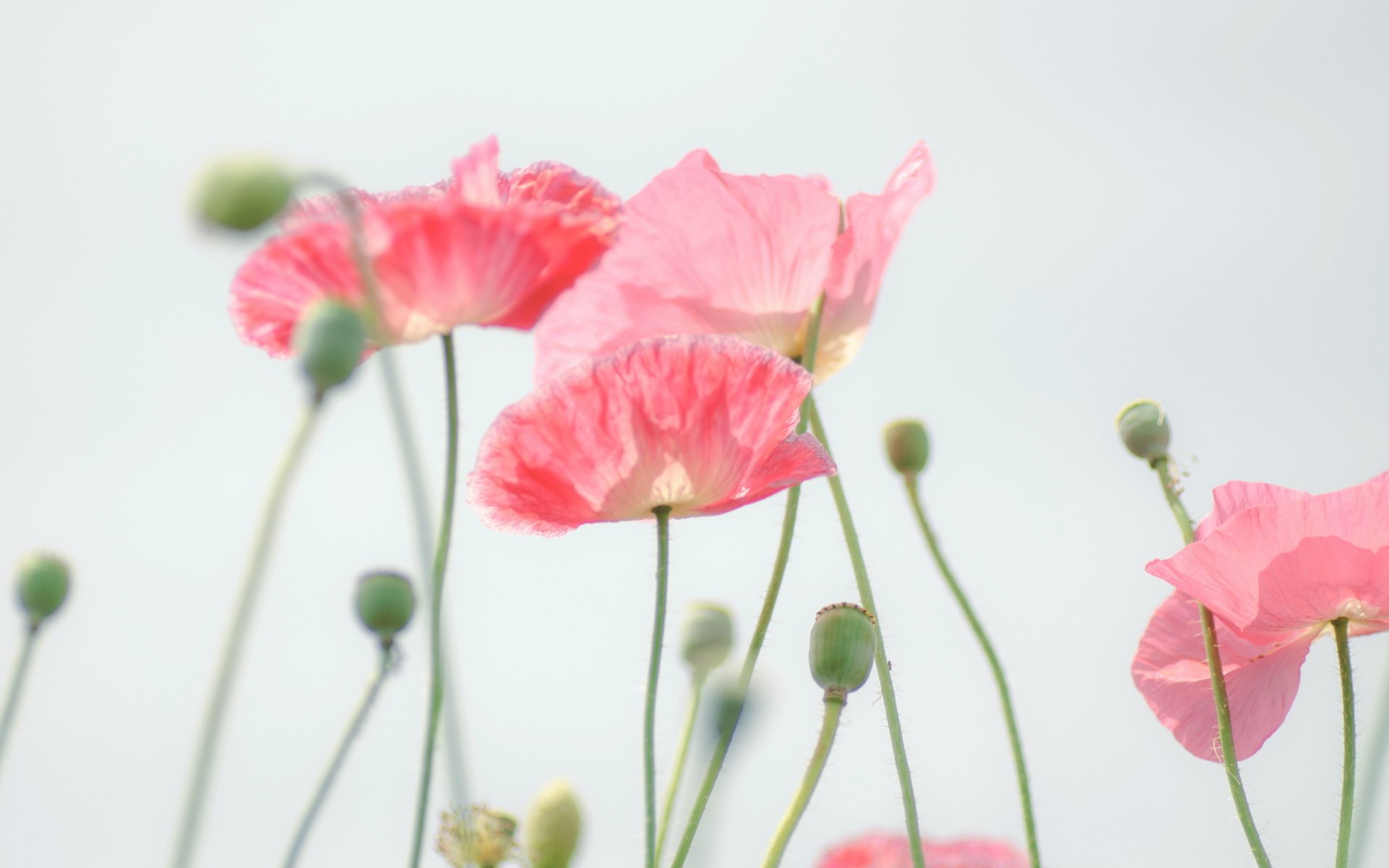 Download Nature Poppy HD Wallpaper