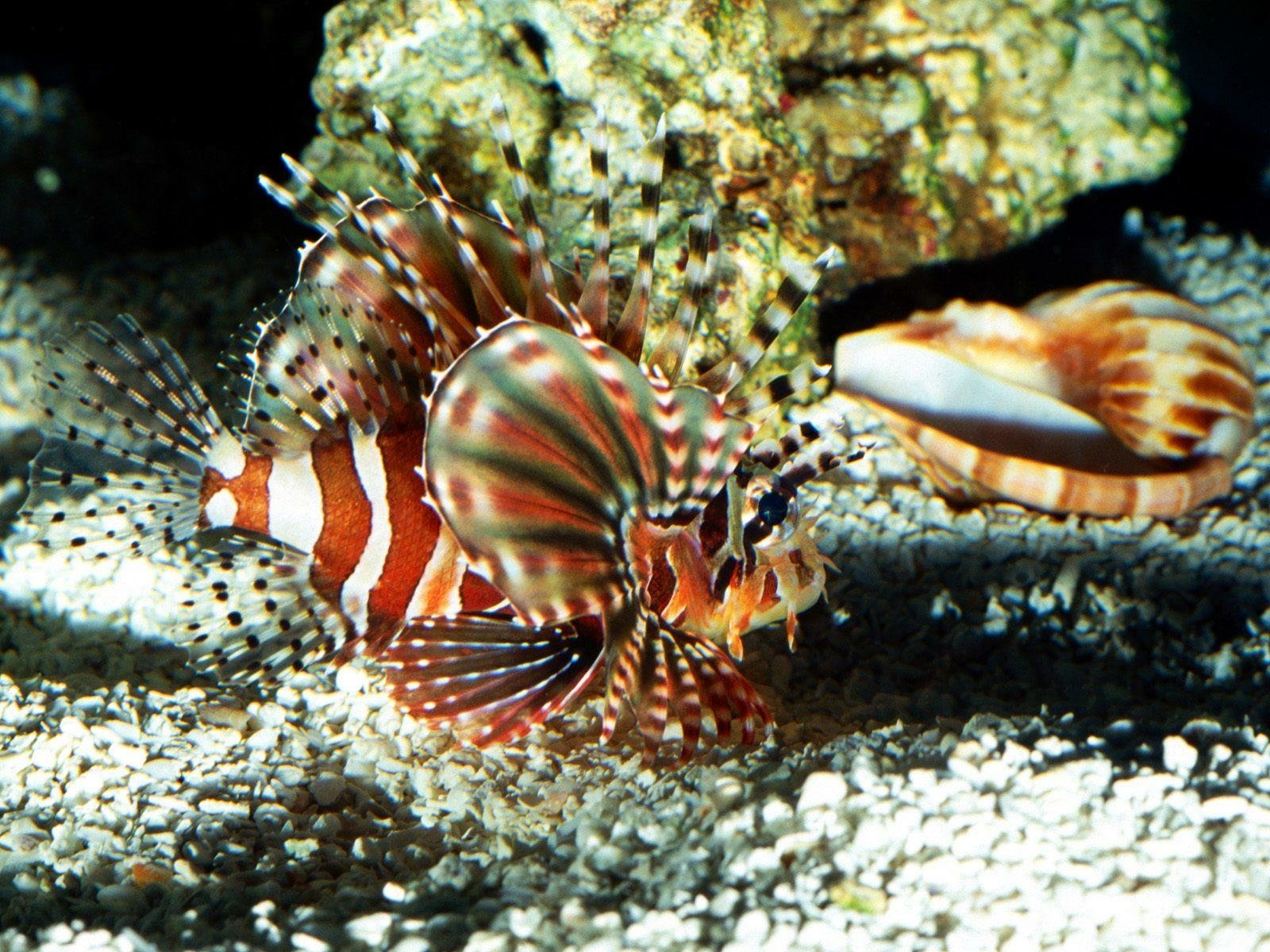 Download Fish Animal Lionfish Wallpaper