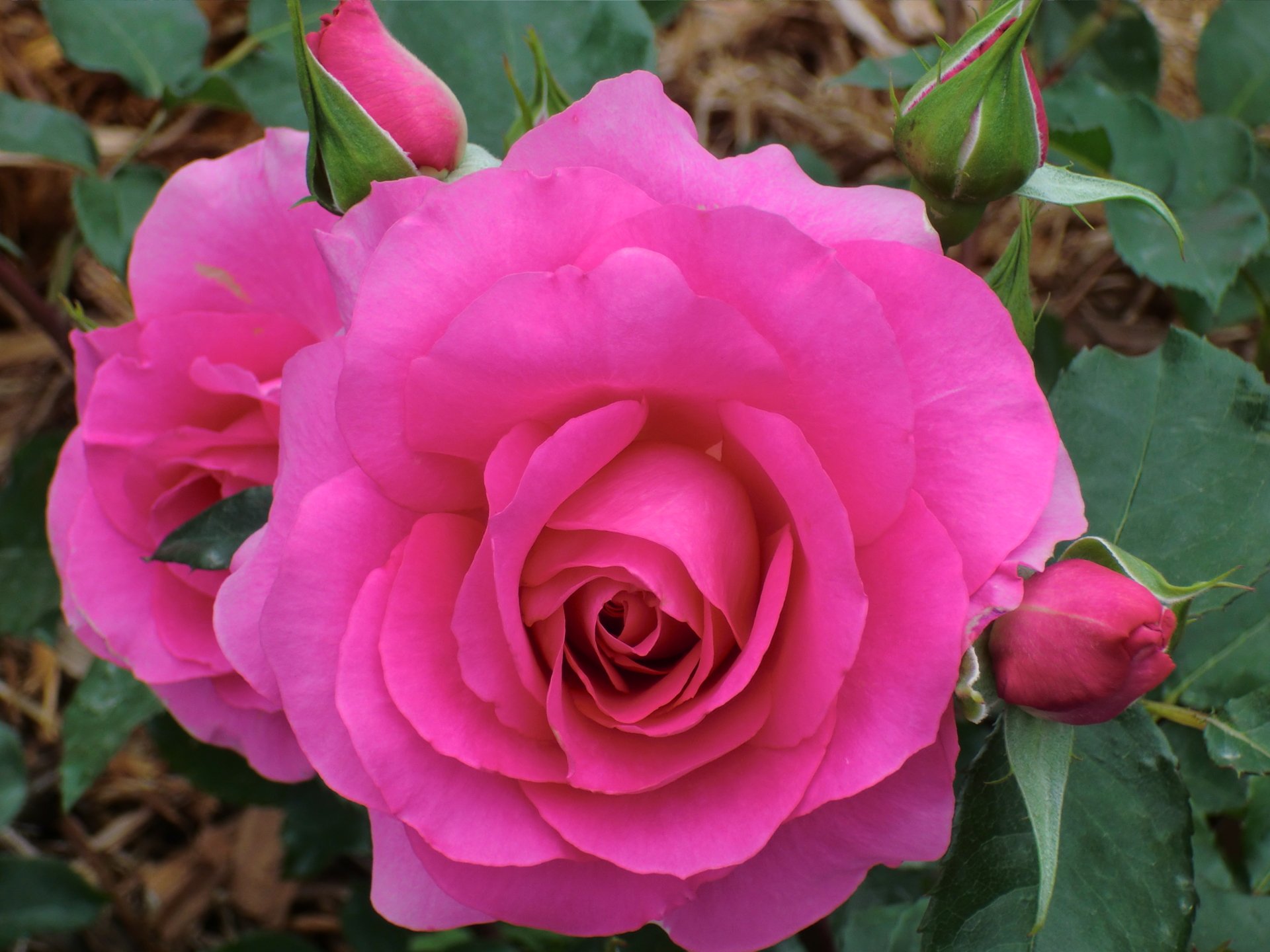 Gül HD Duvar Kağıtları / Rose HD Wallpapers 80 Nisanforum Flatcast