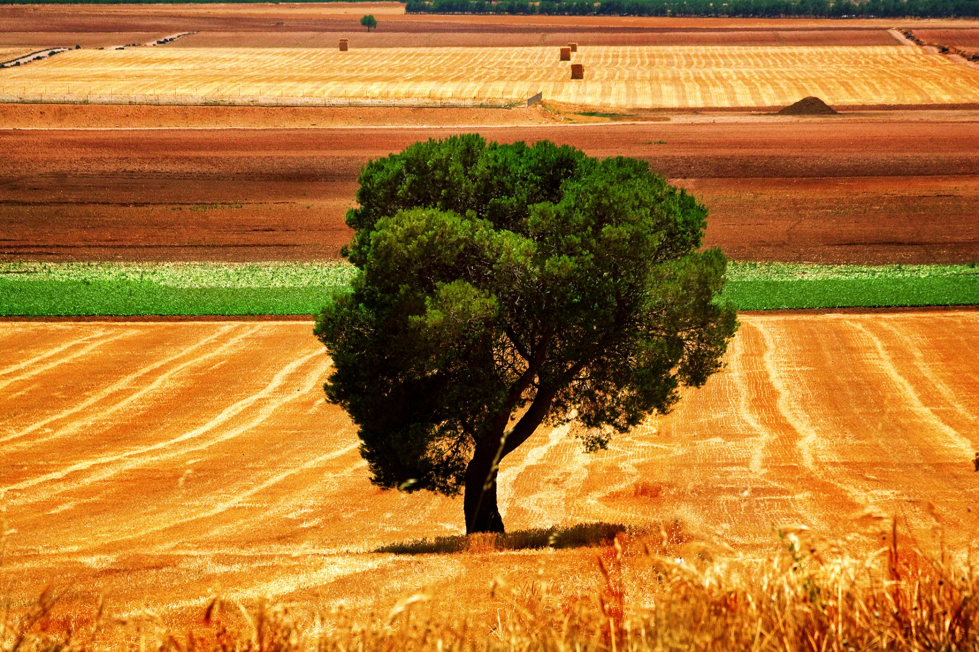 A solitary tree stands vibrant against a backdrop of golden fields and green patches, showcasing the beauty of nature in this HD desktop wallpaper.