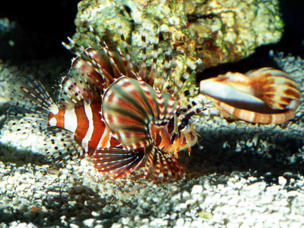 fish Animal lionfish HD Desktop Wallpaper | Background Image