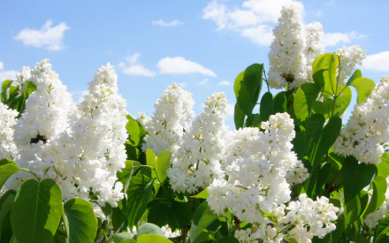 nature lilac HD Desktop Wallpaper | Background Image