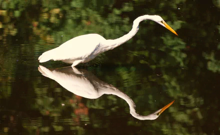 HD PC desktop wallpaper featuring a white egret standing gracefully in calm water with its reflection clearly visible.
