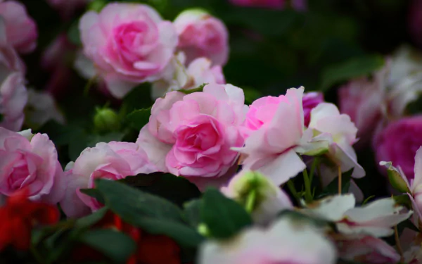 A vibrant rose bush in full bloom with soft pink petals, captured in stunning 4K Ultra HD detail for a nature-themed PC desktop wallpaper.