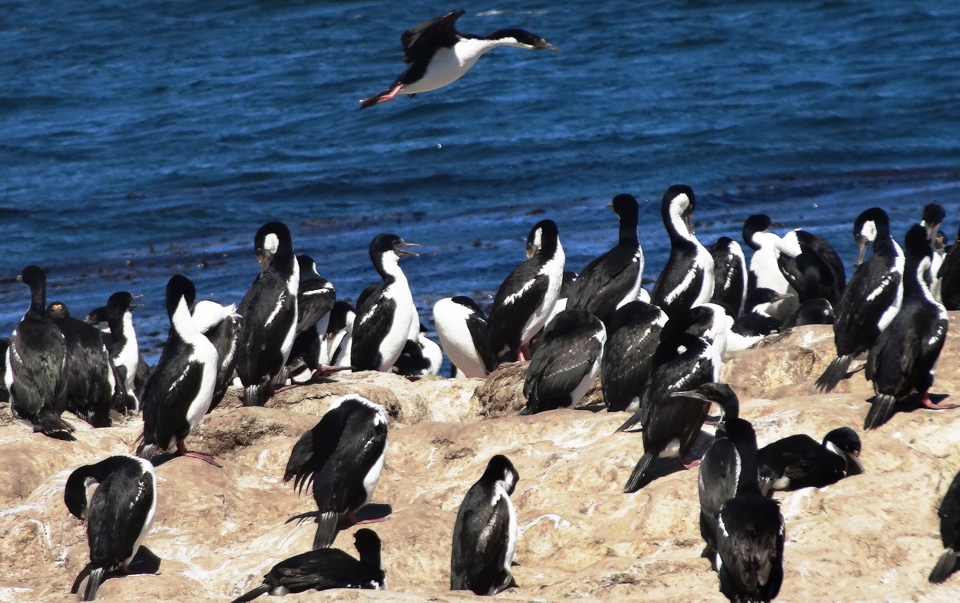 4K Ultra HD PC desktop wallpaper showing imperial shag birds (Animal) flocking on a rocky shore with one in flight over the deep blue sea.