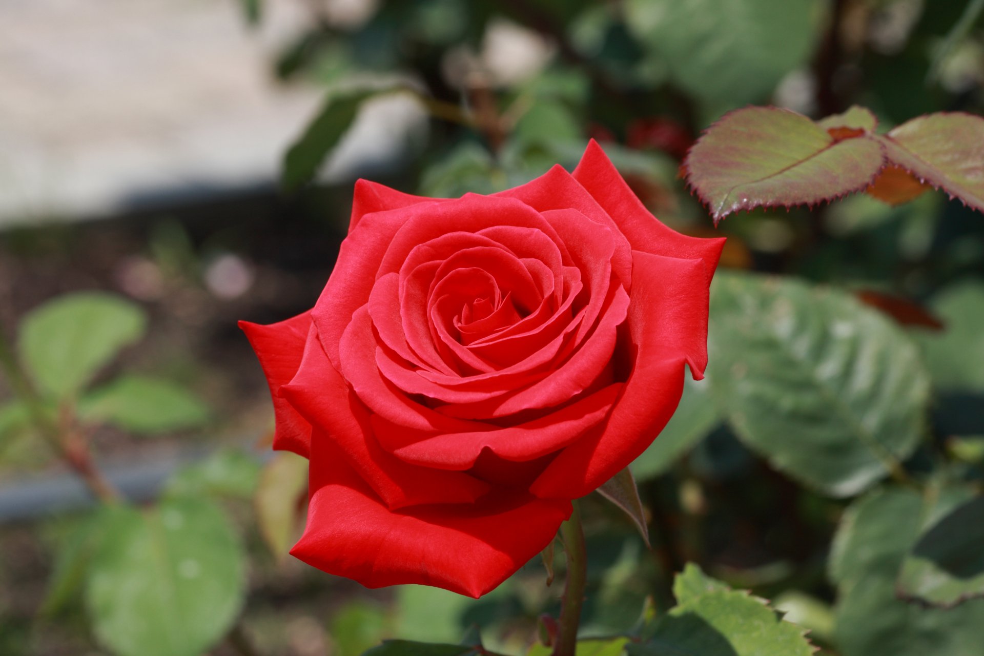Download Nature Rose 4k Ultra HD Wallpaper | 3888x2592 | Wallpaper Abyss