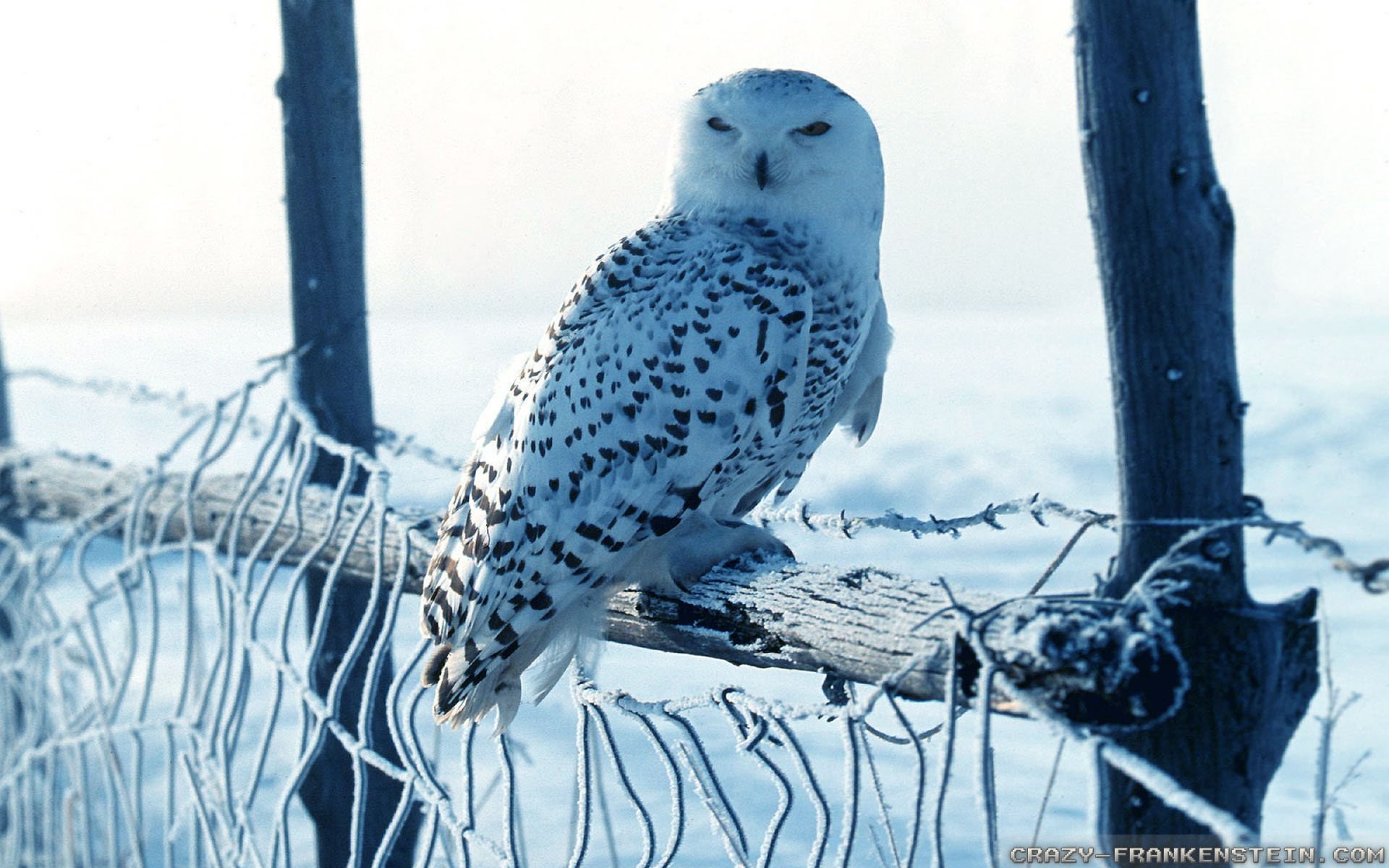 HD desktop wallpaper featuring a snowy owl perched on a wooden fence in a snowy landscape, showcasing the beauty of this majestic animal.