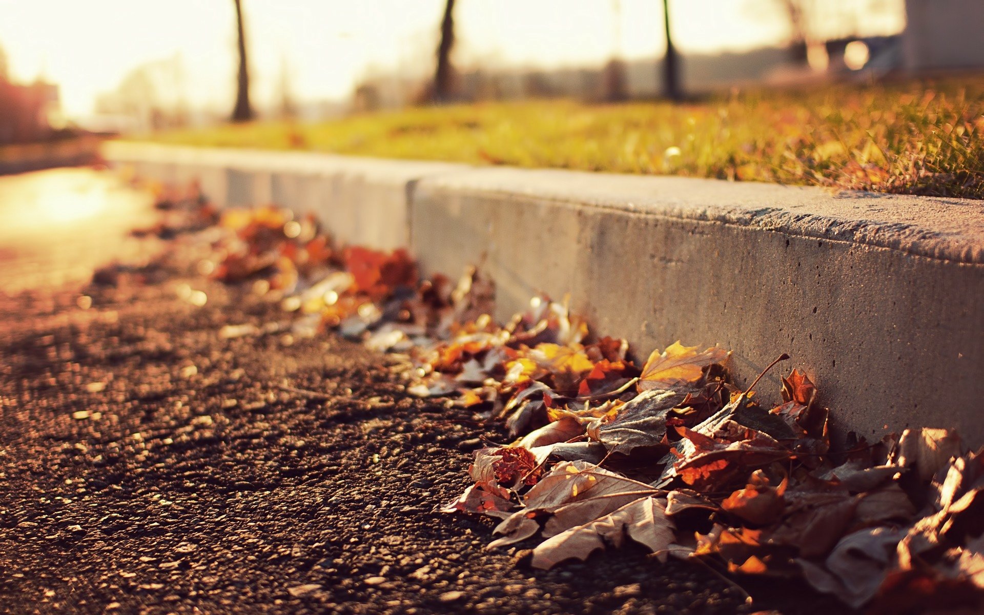 A close-up view of colorful autumn leaves scattered along a curb, illuminated by warm sunlight, creating a tranquil fall atmosphere. A vivid HD desktop wallpaper background.