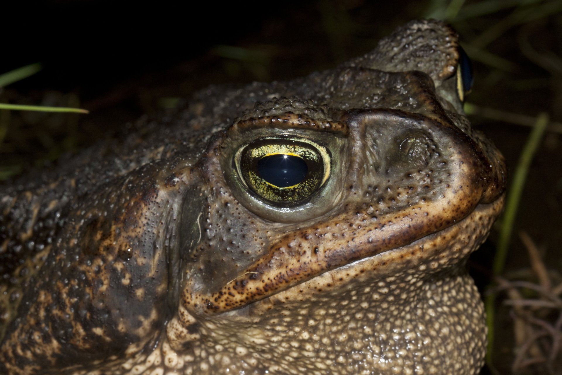 Download Animal Toad 4k Ultra HD Wallpaper