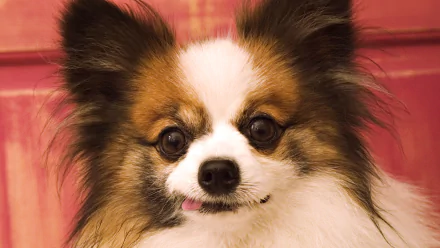 Close-up portrait of a Papillon dog with alert ears and bright eyes against a warm pink backdrop — HD PC desktop wallpaper and background.
