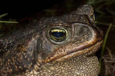 Animal toad HD Desktop Wallpaper | Background Image