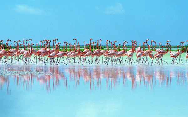 A vibrant HD desktop wallpaper featuring a flock of flamingos standing gracefully in shallow water, reflecting the bright blue sky above.