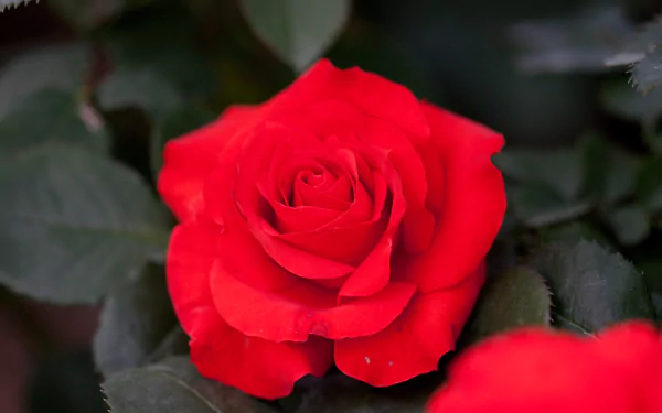 A vibrant red rose in full bloom surrounded by dark green leaves, captured in stunning 4K Ultra HD detail as a nature-themed PC desktop wallpaper.