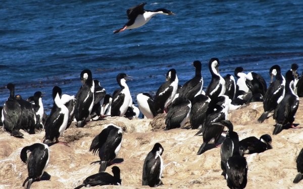 Animal Imperial Shag Birds Cormorants Bird HD Wallpaper | Background Image
