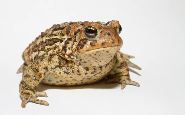 Animal toad HD Desktop Wallpaper | Background Image