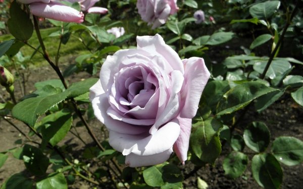 Earth Rose Flowers HD Wallpaper | Background Image