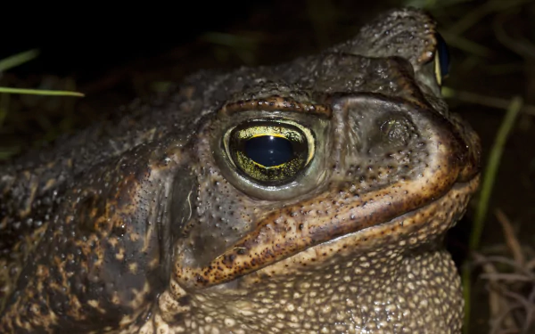 Animal toad HD Desktop Wallpaper | Background Image