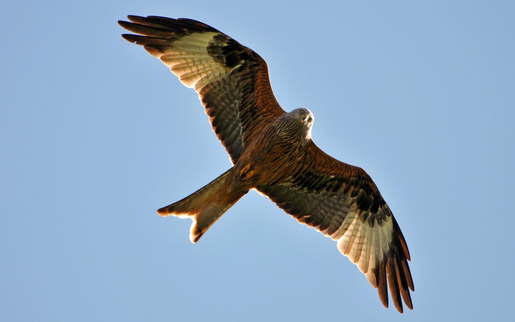 Download Animal Kite Wallpaper