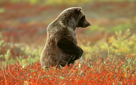 Alaska denali national park grizzly Animal grizzly bear HD Desktop Wallpaper | Background Image