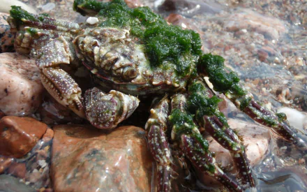 Animal crab HD Desktop Wallpaper | Background Image