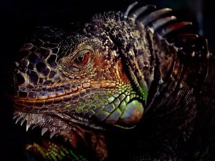 Animal iguana HD Desktop Wallpaper | Background Image