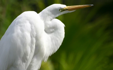 HD PC desktop wallpaper featuring a close-up of a white egret against a blurred green natural background.