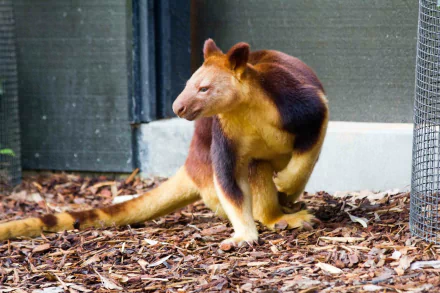 Goodfellow's tree-kangaroo kangaroo Animal tree kangaroo HD Desktop Wallpaper | Background Image
