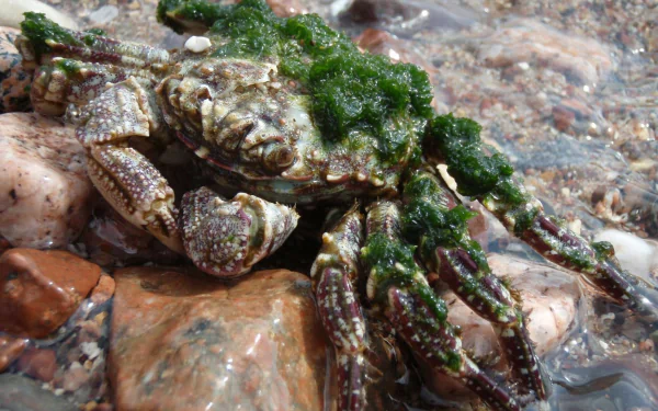 Animal crab HD Desktop Wallpaper | Background Image