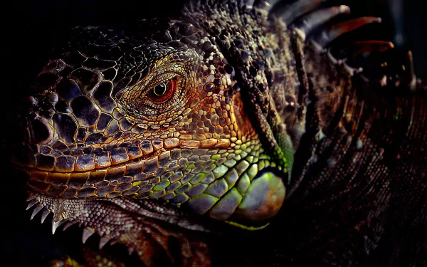 Close-up HD desktop wallpaper of an iguana showcasing detailed scales and textured skin in dramatic lighting.