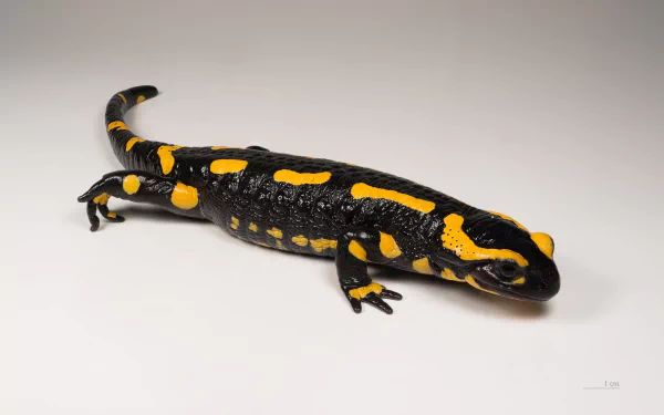 Animal salamander HD Desktop Wallpaper | Background Image
