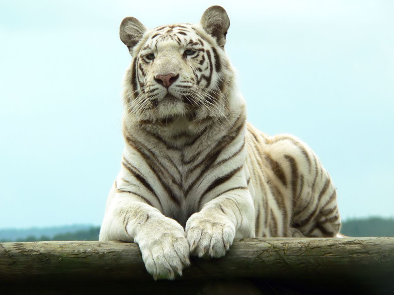 Download Animal White Tiger Wallpaper