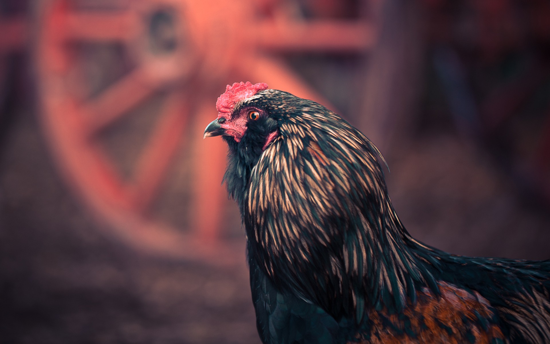 Animal Chicken HD Wallpaper | Background Image