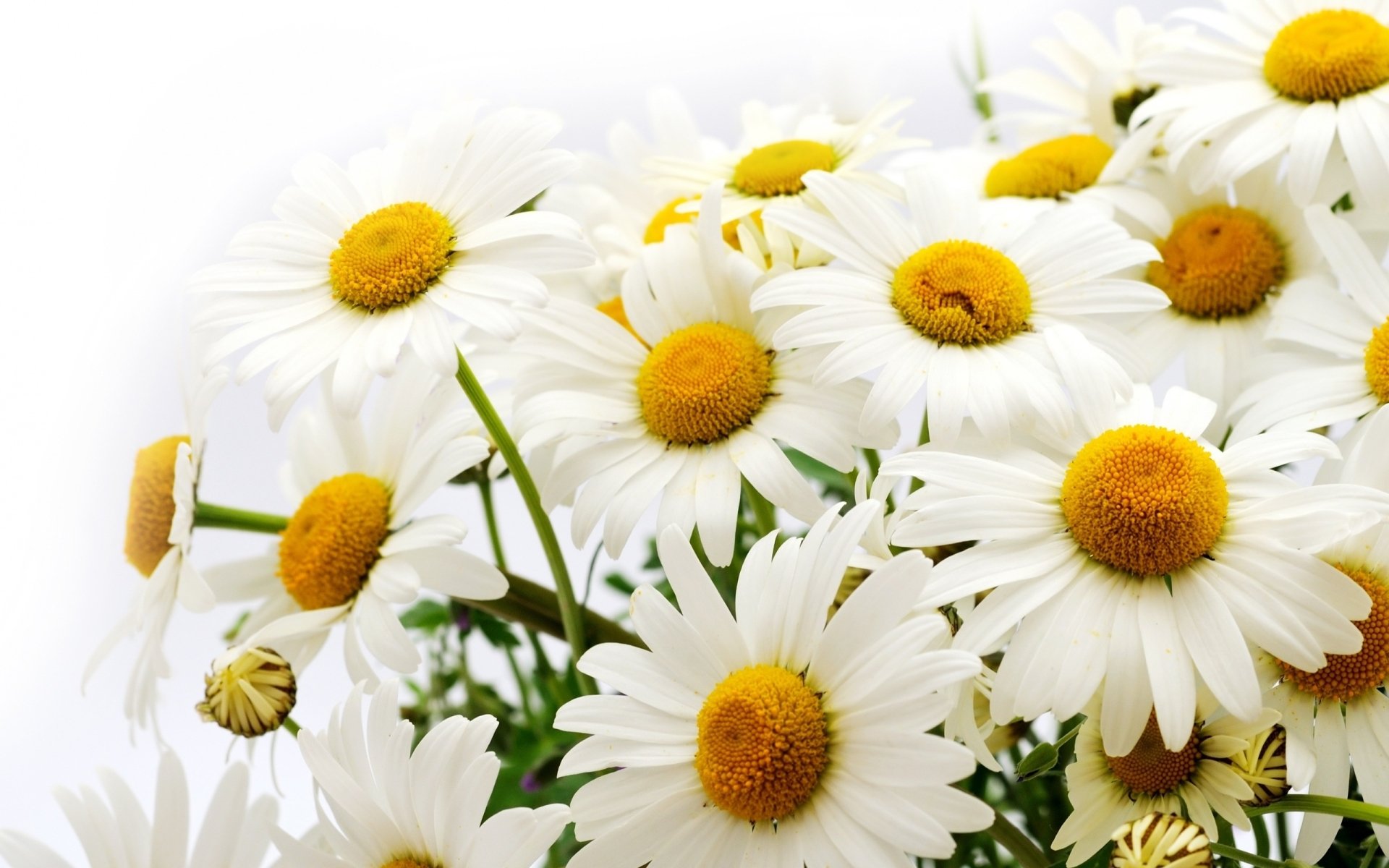 Daisy HD Wallpaper | Background Image | 2560x1600 | ID:446965