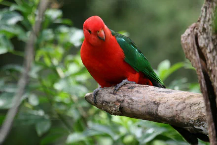 Vibrant king parrot (animal) perched on a branch, bright red head and chest with green wings against blurred foliage — HD PC desktop wallpaper background.